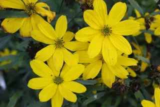 Coreopsis x 'Johannis'