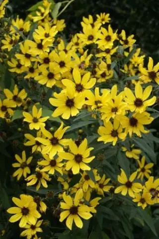 Coreopsis tripteris