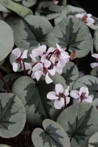 Cyclamen coum 'Christmas Tree Group' (Wit)