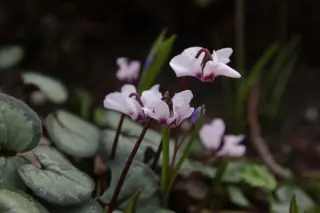 Cyclamen coum 'Nymans Group'