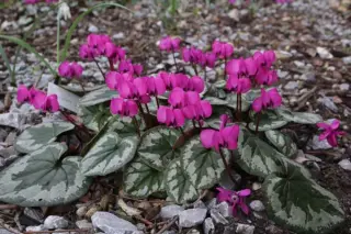 Cyclamen coum
