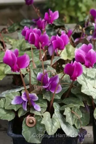 Cyclamen hederifolium