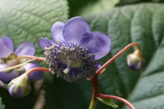 Deinanthe bif. x caerul. 'Blue Wonder'