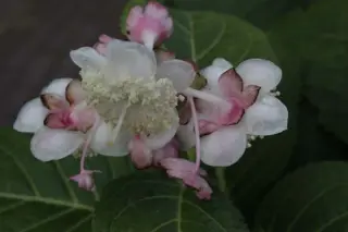 Deinanthe bifida 'Pink Kii'