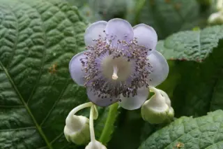 Deinanthe caerulea (echt)