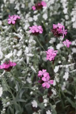 Dianthus carthusianorum ssp. latifolium