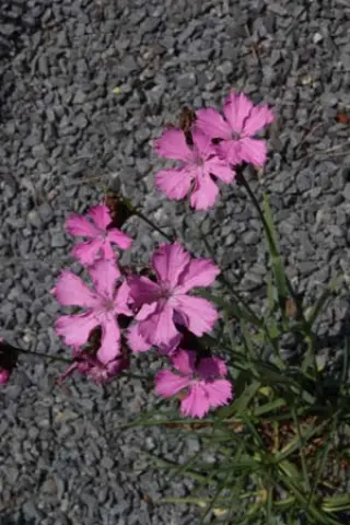 Dianthus carthusianorum 'Rupert's Pink'