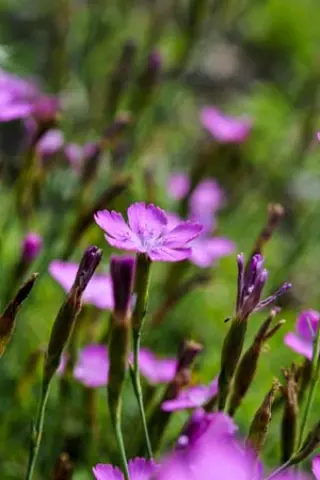 Dianthus deltoides wildvorm