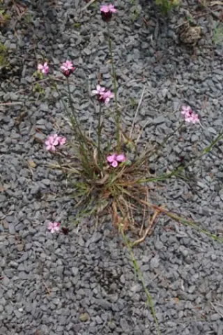 Dianthus giganteiformis subsp. pontederae
