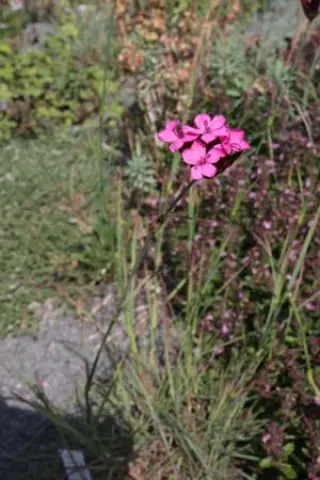 Dianthus giganteus