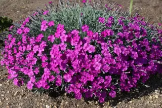 Dianthus gratianopolitanus 'Babi Lom'