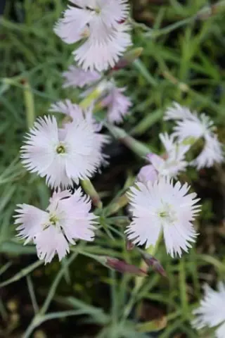 Dianthus lumnitzeri (coll. Slowakije)