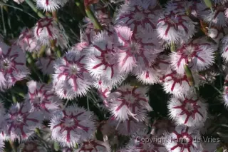 Dianthus lumnitzeri 'Tatra Fragrance'