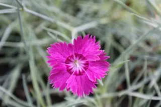 Dianthus 'Sini'