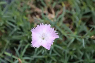 Dianthus 'Whatfield Wisp'
