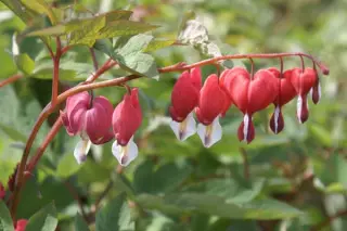 Dicentra spectabilis 'Valentine'