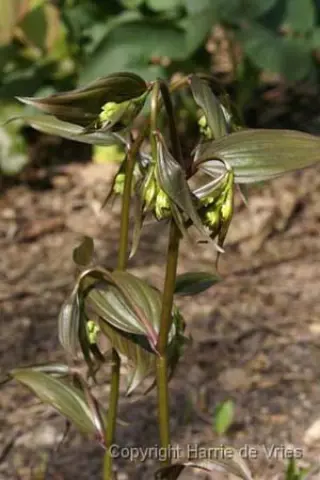 Disporum cantoniense 'Night Heron'
