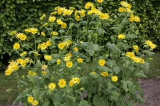 Doronicum pardalianches