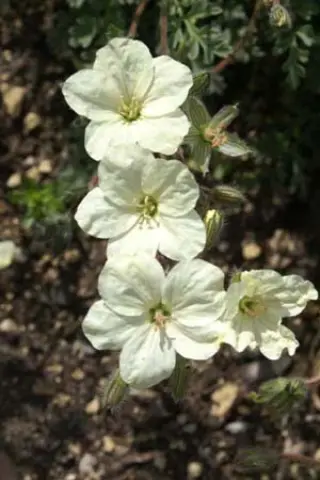Erodium chrysanthum