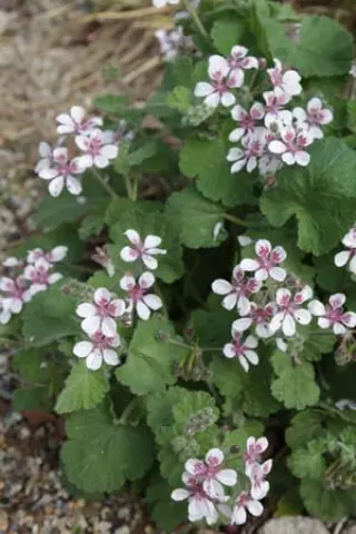 Erodium pelargonifolium