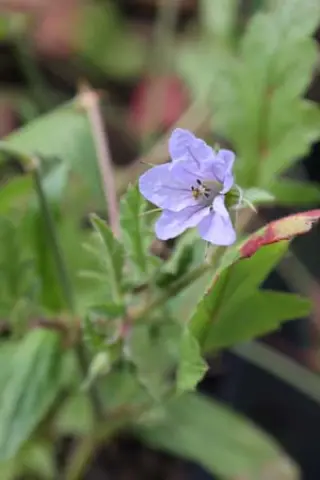 Erodium telavivense
