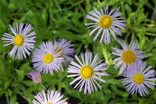 Erigeron glaucus 'Olga'