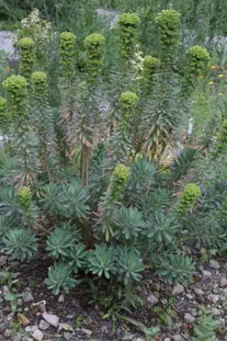 Euphorbia characias characias 'Restonica'