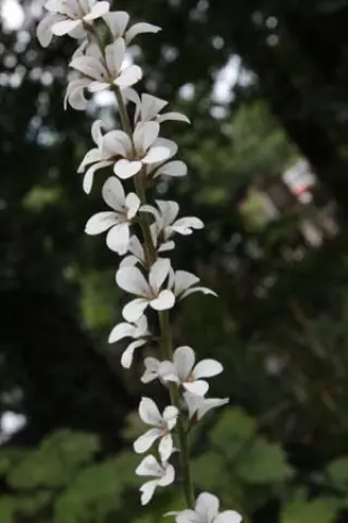 Francoa ramosa