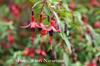 Fuchsia 'Papoose'