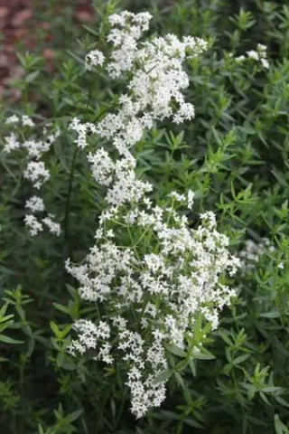 Galium boreale