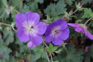Geranium 'Azure Rush'