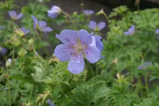 Geranium 'Blue Cloud'