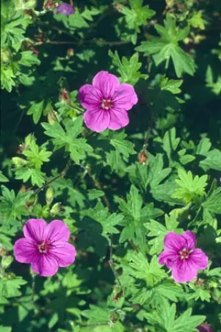 Geranium 'Dilys' (G. Sang. x Procur.)