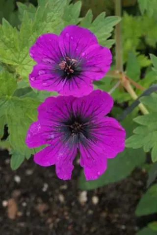 Geranium 'Dragon Heart'
