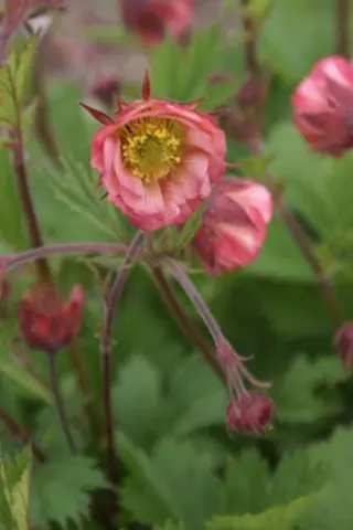 Geum 'Bell Bank'