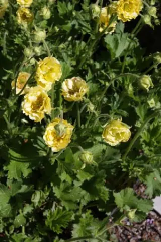 Geum 'Gimlet'