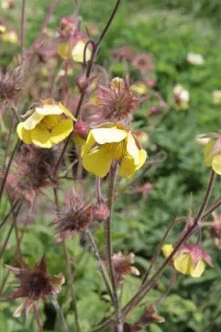 Geum 'Lisanne'