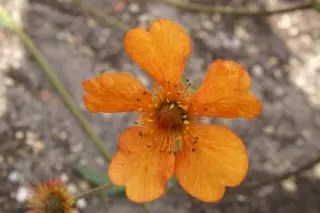 Geum 'Rearsby Hybrid'