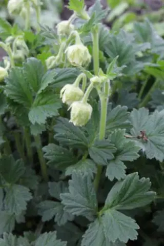 Geum rivale 'Album'