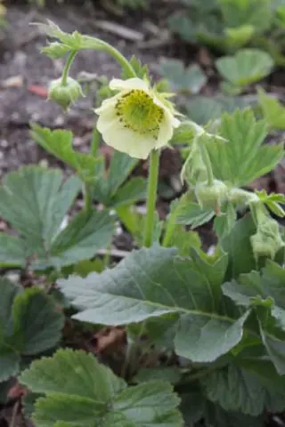 Geum rivale 'Tales Of Hex'