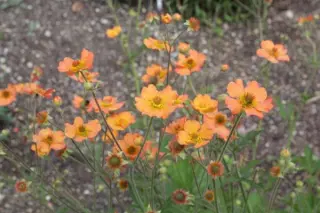 Geum 'Totally Tangerine'