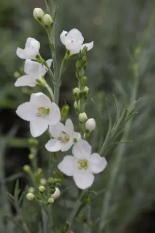 Gomphostigma virgatum
