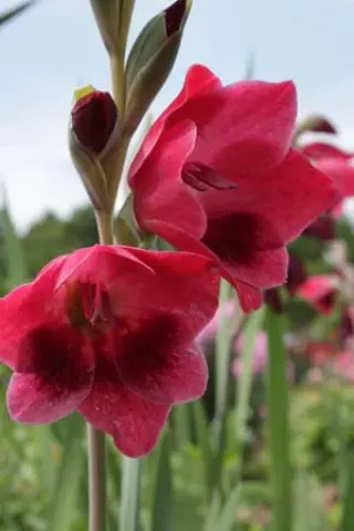 Gladiolus papilio 'Ruby'