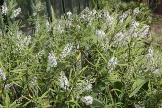 Hebe 'Megan'
