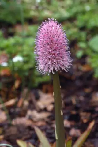 Helonias bullata