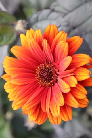 Heliopsis helianthoides var. scabra 'Selectie B'