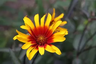 Heliopsis helianthoides var. scabra 'Burning Hearts'