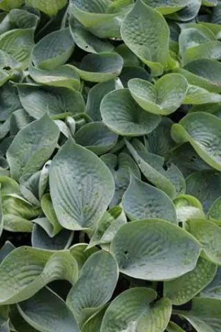 Hosta 'Abiqua Drinking Gourd'