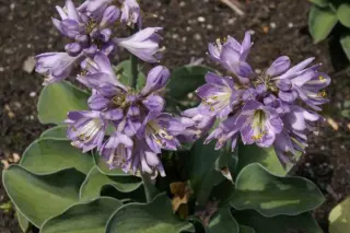 Hosta 'Blue Mouse Ears'