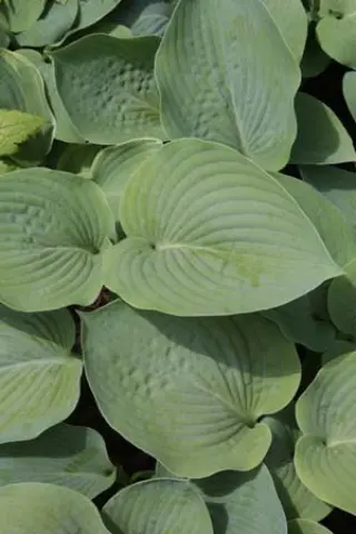 Hosta 'Bressingham Blue'
